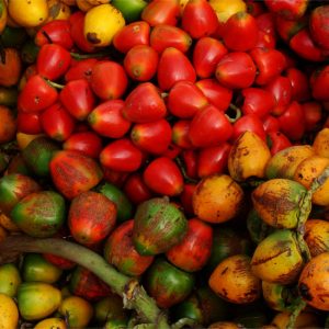 chontaduro-bactris-gasipaes-colombia-picoloro-ecoturismo-1-1.jpg